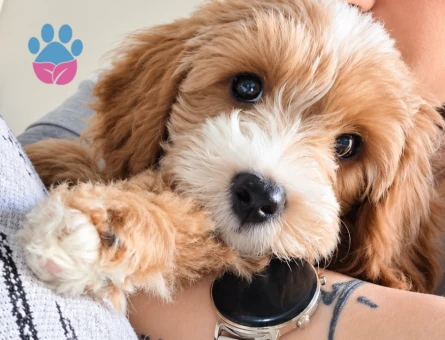 3 aylık erkek maltipoo - 10082 - Görsel 3