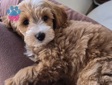 3 aylık erkek maltipoo - 10082 - Görsel 5