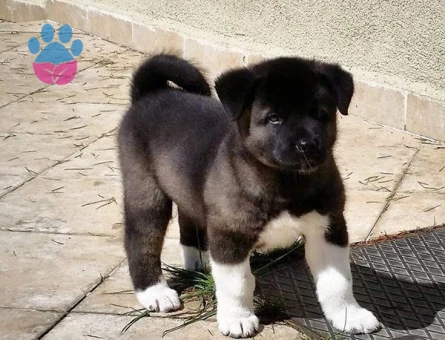 ÜST KALİTE AKİTA YAVRULAR - 10089 - Görsel 3