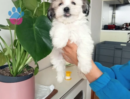 IRKININ EN MÜKEMMELİ MORKIE YAVRULARI - 10090 - Görsel 3
