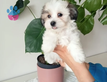 IRKININ EN MÜKEMMELİ MORKIE YAVRULARI - 10090 - Görsel 2