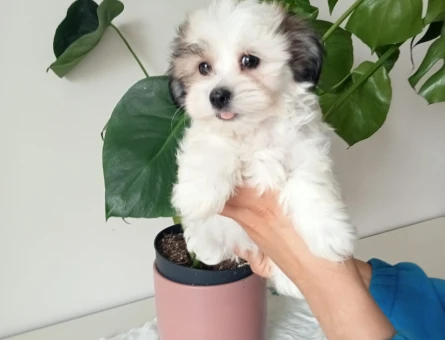 IRKININ EN MÜKEMMELİ MORKIE YAVRULARI - 10090