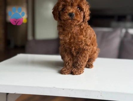 Safkan poodle yavruları - 10091 - Görsel 2