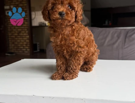 Safkan poodle yavruları - 10091 - Görsel 3
