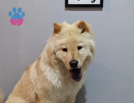4 YAŞINDA KISIR CHOW CHOW - 10092 - Görsel 2