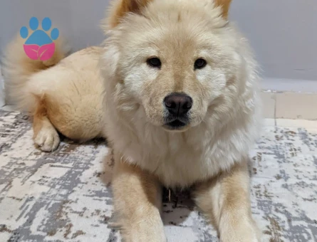 4 YAŞINDA KISIR CHOW CHOW - 10092 - Görsel 4