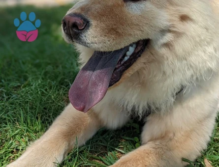 4 YAŞINDA KISIR CHOW CHOW - 10092 - Görsel 3