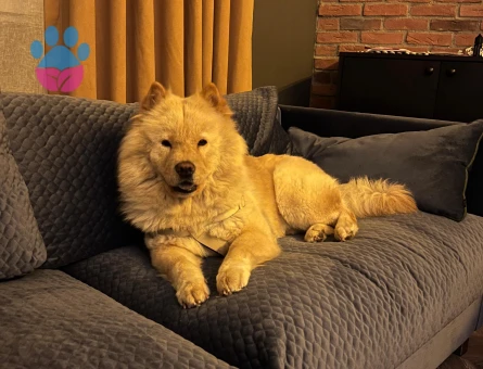 4 YAŞINDA KISIR CHOW CHOW - 10092 - Görsel 5