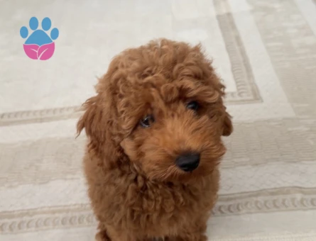 3 aylık toy poddle - 10097 - Görsel 3