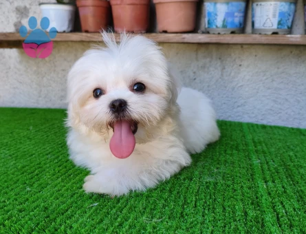 Erkek Kore Maltese yanlızca Adana içi - 10098 - Görsel 2
