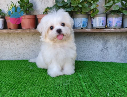 Erkek Kore Maltese yanlızca Adana içi - 10098 - Görsel 3