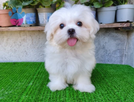 Erkek Kore Maltese yanlızca Adana içi - 10098 - Görsel 4