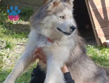 husky 1 yaşını doldurmamış aşıları tam çip yok - 10100