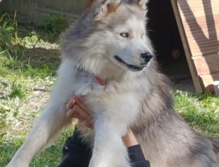 husky 1 yaşını doldurmamış aşıları tam çip yok - 10100