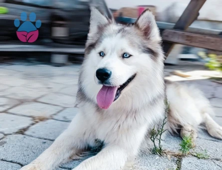 husky 1 yaşını doldurmamış aşıları tam çip yok - 10100 - Görsel 3