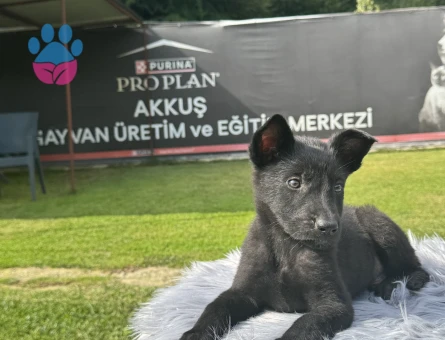 Siyah Alman Kurdu Yavrularımız – Ruhsatlı Çiftlik Güvencesiyle - 10109