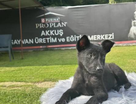 Siyah Alman Kurdu Yavrularımız – Ruhsatlı Çiftlik Güvencesiyle - 10109