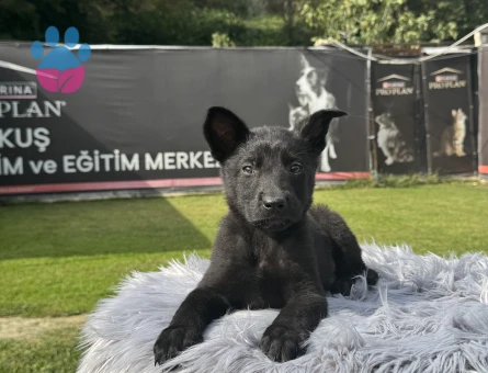 Siyah Alman Kurdu Yavrularımız Ruhsatlı Çiftlik Güvencesiyle - 10109 - Görsel 5