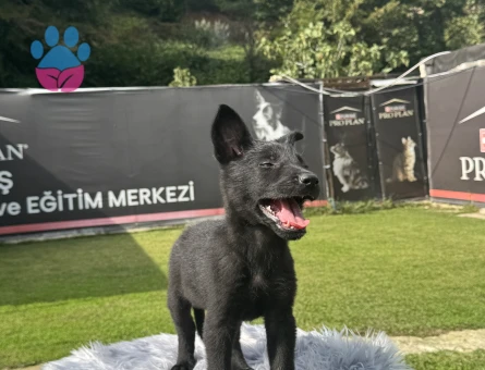 Simsiyah Alman Kurdu Yavrularımız Aşılı Çipli ve Pasaportlu - 10110 - Görsel 3