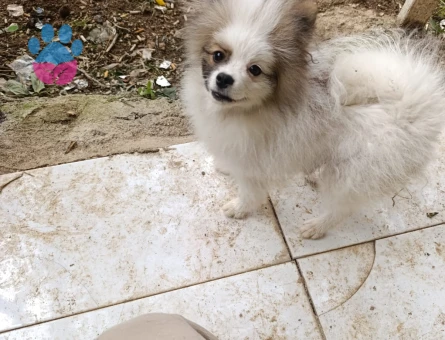 Acil köpek veriyorum - 10113