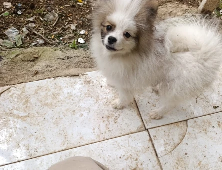 Acil köpek veriyorum - 10113