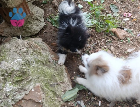 Acil köpek veriyorum - 10113 - Görsel 3