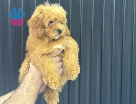 DİZAYN IRK MALTİPOO BEBEKLERİMİZ ÜST KALİTE - 10115 - Görsel 4