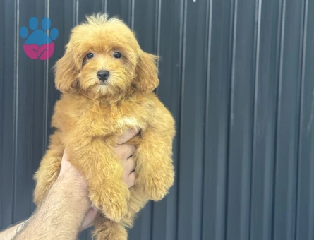 DİZAYN IRK MALTİPOO BEBEKLERİMİZ ÜST KALİTE - 10115