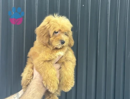 DİZAYN IRK MALTİPOO BEBEKLERİMİZ ÜST KALİTE - 10115 - Görsel 3