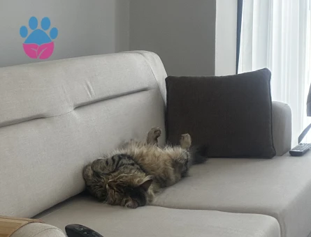Dişi maine coon gibi kedi - 10116 - Görsel 2