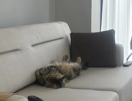 Dişi maine coon gibi kedi - 10116