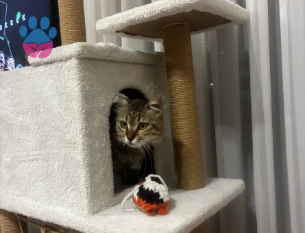 Dişi maine coon gibi kedi - 10116 - Görsel 4