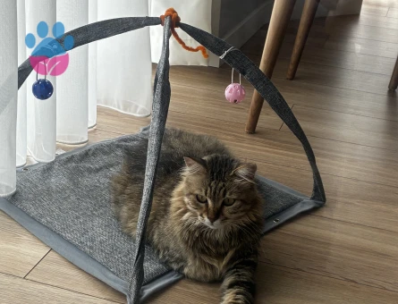 Dişi maine coon gibi kedi - 10116 - Görsel 5