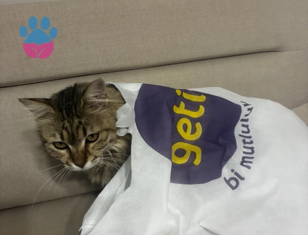 Dişi maine coon gibi kedi - 10116 - Görsel 3