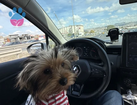 Eğitimli Dişi Yorkshire terrier - 10117 - Görsel 2