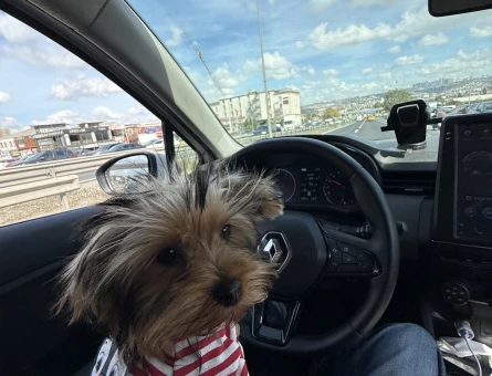 Eğitimli Dişi Yorkshire terrier - 10117