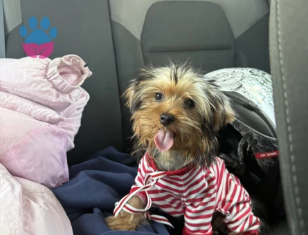 Eğitimli Dişi Yorkshire terrier - 10117 - Görsel 3