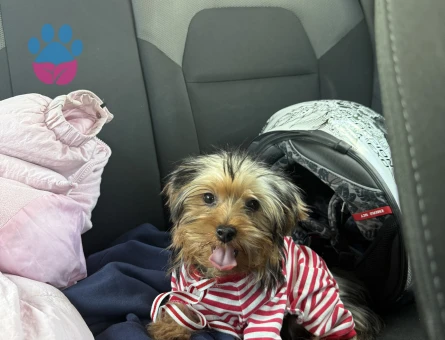 Eğitimli Dişi Yorkshire terrier - 10117 - Görsel 5