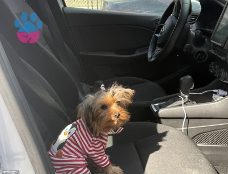 Eğitimli Dişi Yorkshire terrier - 10117 - Görsel 4