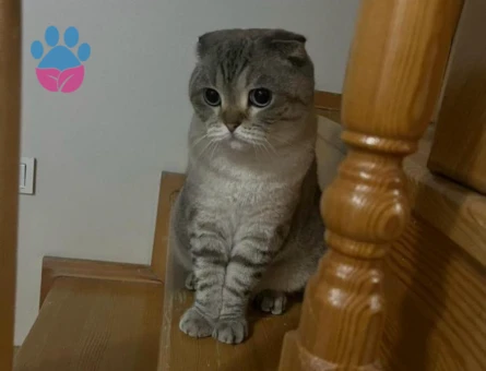 Scottish Fold Acil yuva aranıyor - 10119 - Görsel 2