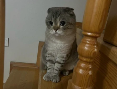 Scottish Fold Acil yuva aranıyor - 10119