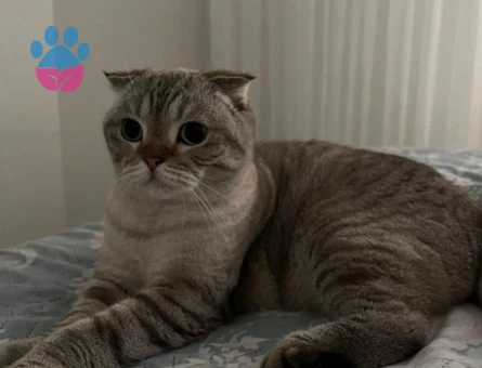 Scottish Fold Acil yuva aranıyor - 10119 - Görsel 3