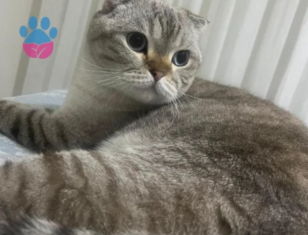 Scottish Fold Acil yuva aranıyor - 10119 - Görsel 4