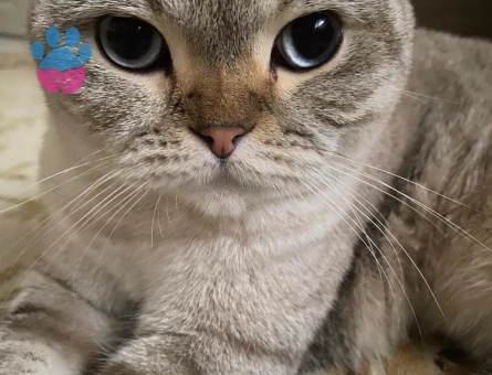 Scottish Fold Acil yuva aranıyor - 10119 - Görsel 5