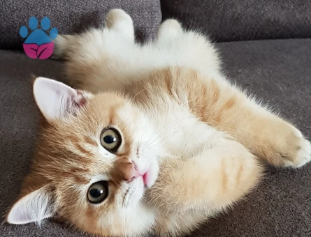 3 aylık British Shorthair Yavrumuz - 10121 - Görsel 2