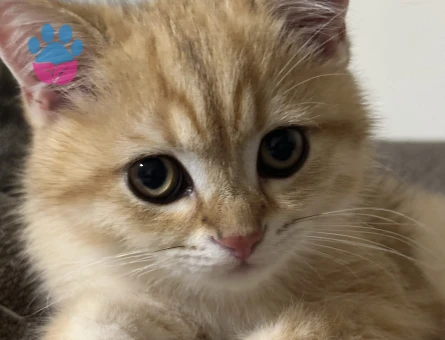 3 aylık British Shorthair Yavrumuz - 10121 - Görsel 3