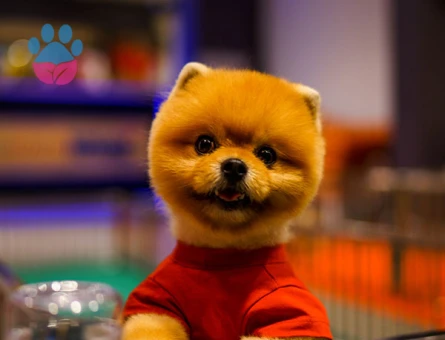 POMERANIAN ÜRETİM ÇİFTLİĞİNDEN - 10125 - Görsel 2