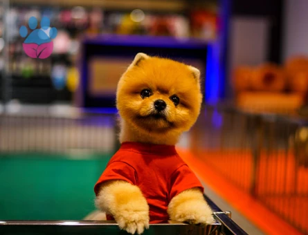 POMERANIAN ÜRETİM ÇİFTLİĞİNDEN - 10125 - Görsel 4