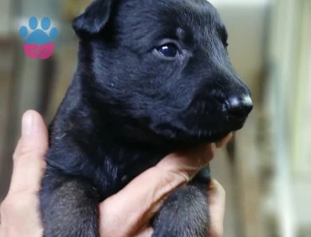 KARA MASKE MALİNOİS YAVRULAR - 10128