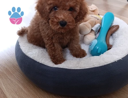 Acil TeaCup Toy Poodle - 10129 - Görsel 3